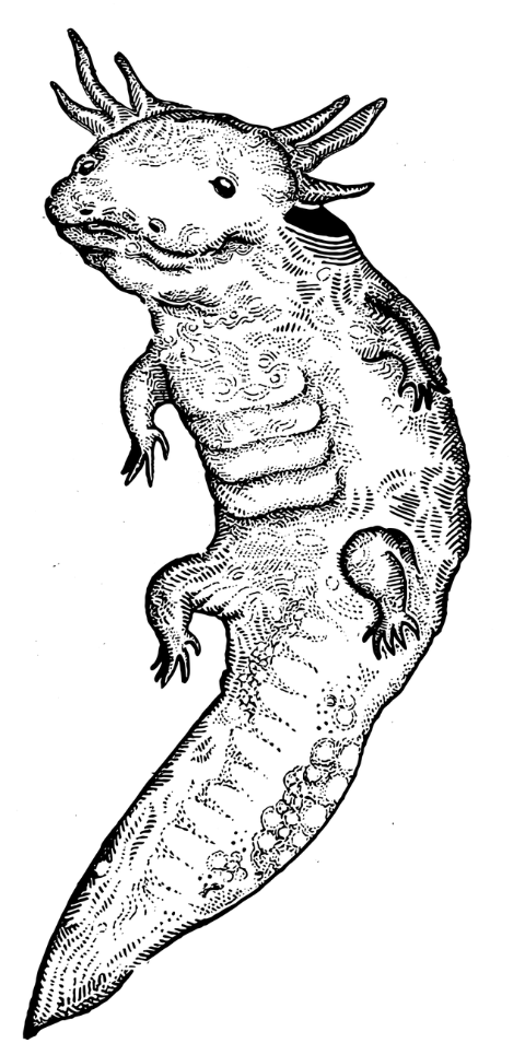 pope-axolotl-tattoo-drawing-animal-6782017