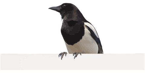 bird-magpie-crow-livestock-7884499