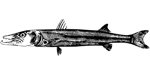 barracuda-fish-animal-predator-6243987