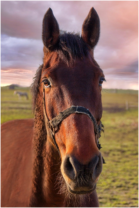 horse-animal-bridle-head-face-6055321