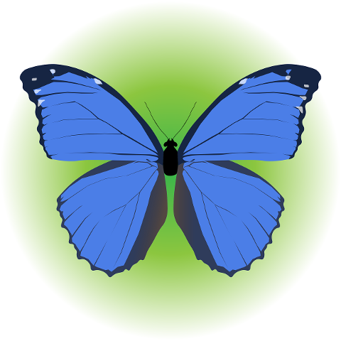 butterfly-morpho-butterfly-insect-6944612