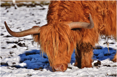 scottish-highland-cow-bull-cow-6014907