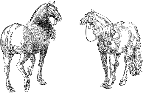 horse-equine-animal-line-art-7361722