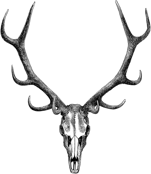 deer-skull-stag-deer-antlers-7136875