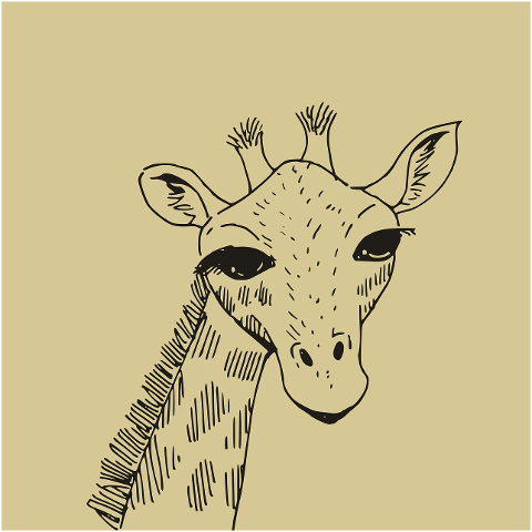 wildlife-giraffe-nature-animal-9681147