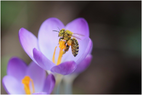 bee-honey-bee-crocus-pollen-6047004