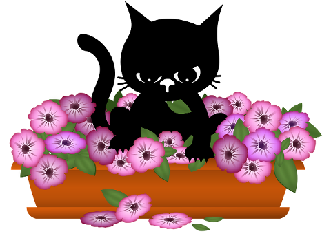 cat-kitten-black-cats-pet-animal-10053125