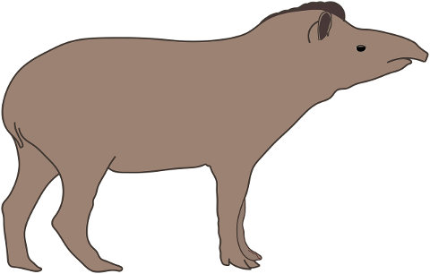 tapir-animal-amazon-forest-nature-7177182