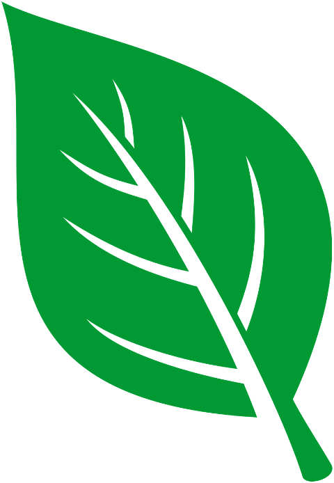 green-leaf-plant-nature-spring-9850194