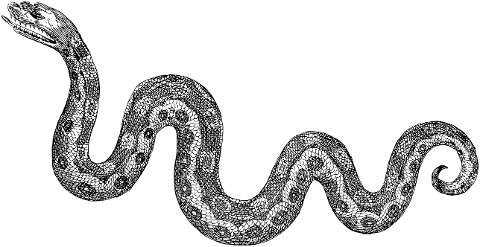 snake-animal-reptile-line-art-7378331