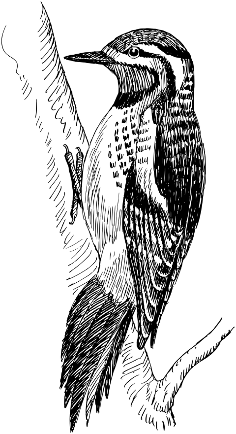 bird-woodpecker-ornithology-species-8034426