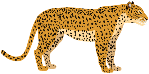 leopard-feline-cat-african-big-cat-7359397