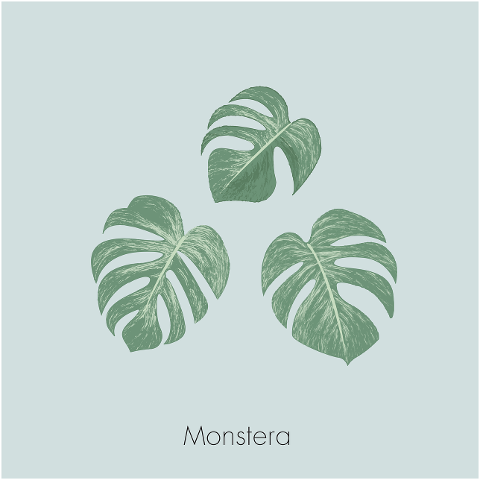 monstera-leaves-plant-tropical-6663611