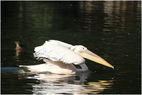 pelican-bird-pond-wading-6309278