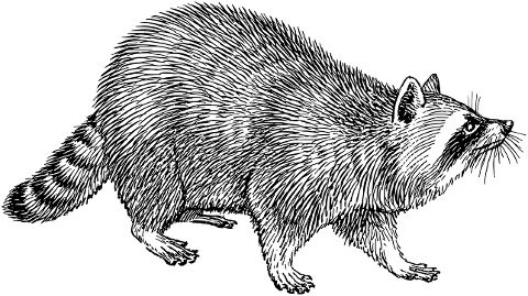 raccoon-animal-mammal-line-art-8043742