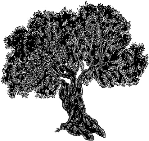 olive-tree-old-tree-tree-silhouette-4260173