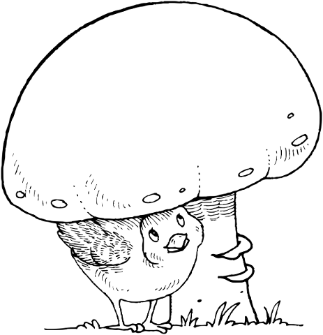bird-animal-mushroom-toadstool-5818933