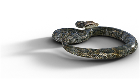 snake-reptile-dangerous-python-5056354