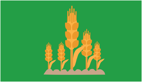 crops-wheat-ear-wheat-spike-barley-4881483