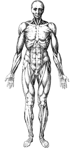 man-biology-anatomy-line-art-5216034
