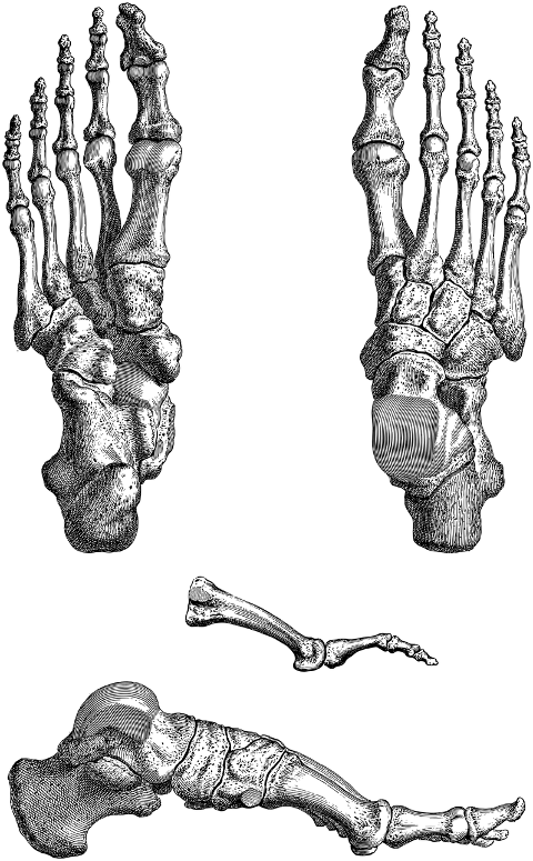 feet-bones-skeleton-toes-7156360