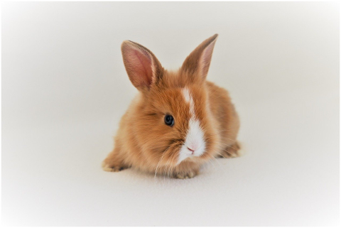 rabbit-brown-nager-hare-long-eared-5132644