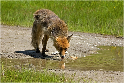 red-fox-animal-wild-carnivore-6310401