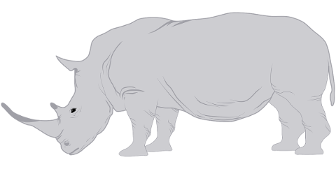 rhino-rhinoceros-horn-animal-5567481