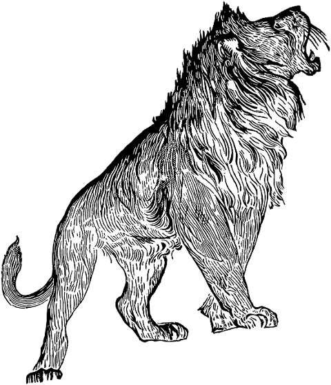 lion-animal-line-art-sketch-7272827