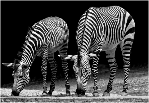 zebras-wild-animal-zoo-africa-4386880