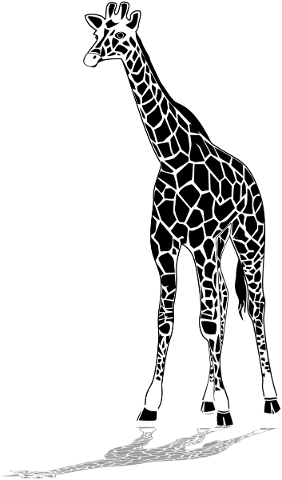 giraffe-drawing-long-neck-spots-5686980