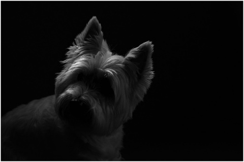dog-pet-canine-pets-portrait-4769212
