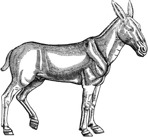 donkey-animal-line-art-ass-mule-5220759
