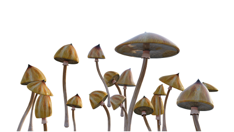 mushrooms-psychedelic-cubensis-4942468