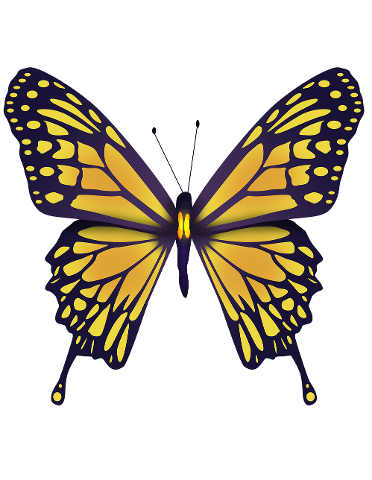 yellow-butterfly-butterfly-nature-4512333