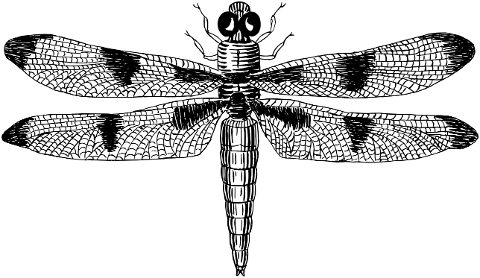 dragonfly-insect-bug-animal-wings-8086191
