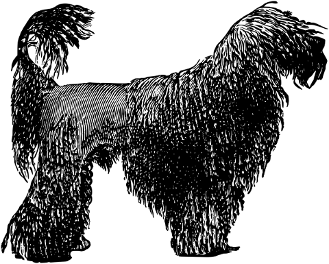 french-poodle-dog-line-art-pet-5192706