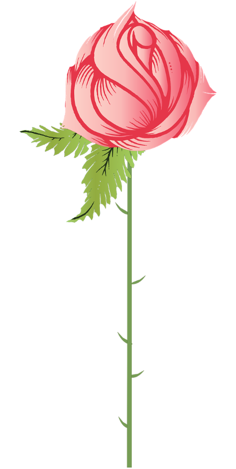 rose-pink-bud-flower-bloom-thorns-7573169