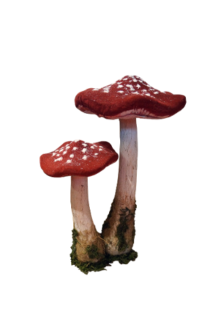 mushrooms-fungus-fungi-plant-5529084