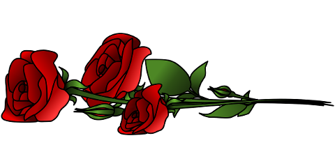 roses-flowers-bouquet-nature-plant-9515901