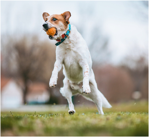 dog-pet-fetch-ball-jump-play-6154871