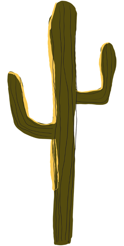 cactus-plant-boho-art-art-design-7445482