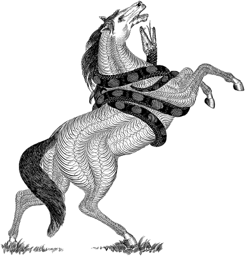 horse-snake-fight-combat-attack-7912471