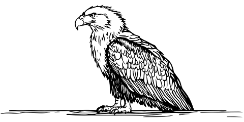 eagle-bird-predator-nature-animal-10028188