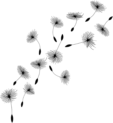 flower-dandelion-seeds-4716287