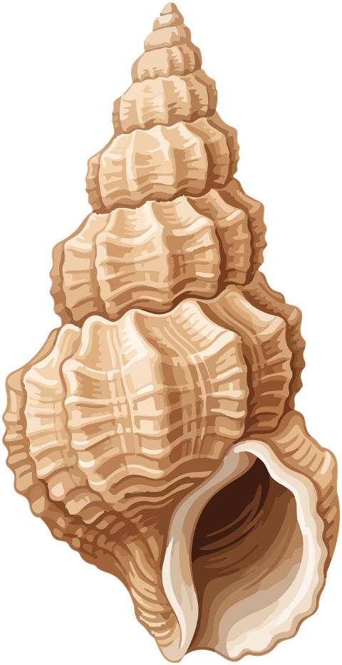 shell-spiral-marine-nature-conch-10493857
