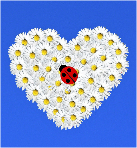 daisy-heart-ladybug-flowers-6228349