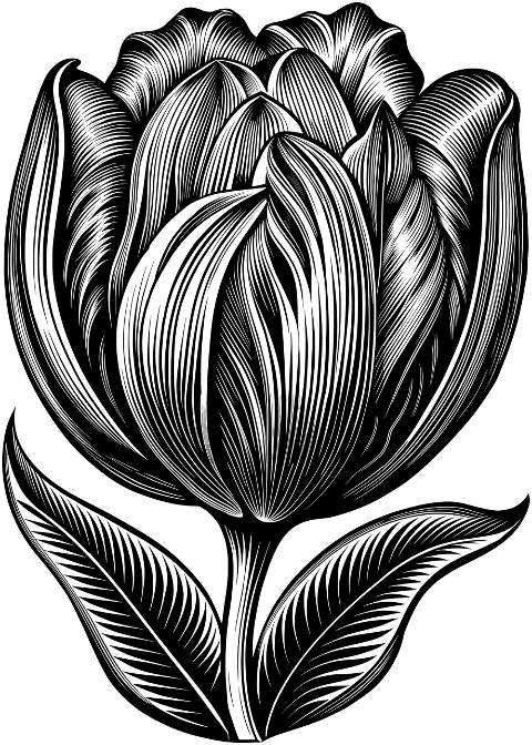 ai-generated-tulip-flower-plant-9604573