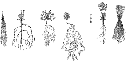 plants-roots-line-art-botany-6088465