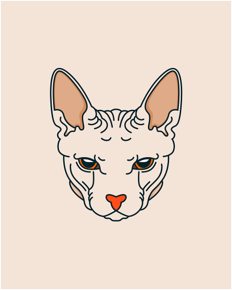 car-sphynx-kitten-kitty-exotic-4588860